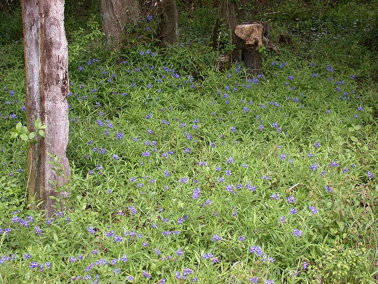 Lithospermum-Wald