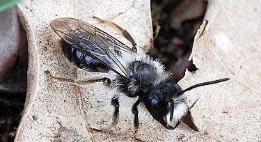 Andrena vaga, Männchen (Foto: Ulf Heseler)