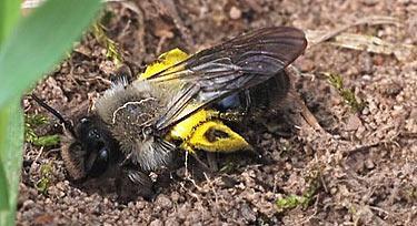Andrena vaga, Weibchen (Foto: Ulf Heseler)