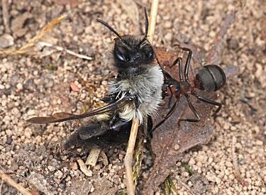 Waldameies (Formica spec.) schleppt tote Andrena vaga ab
