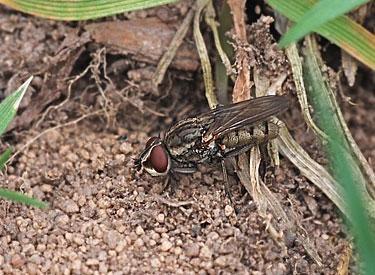 Parasitoide Fliege (Miltogramma spec.): der bewegte "Treibsand" unter ihr verrät, dass das Andrenaweibchen sich im verschlossenen Nest befindet.