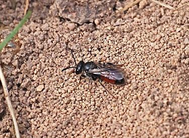 Blutbiene (Sphecodes spec.) auf Nesthügel von Andrena vaga.